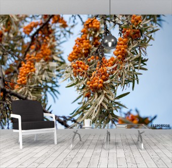 Picture of Berries of sea buckthorn on a branch against the blue sky